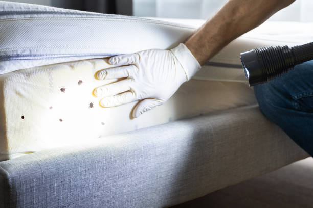 Flea Control Services in Beverly Hills, CA