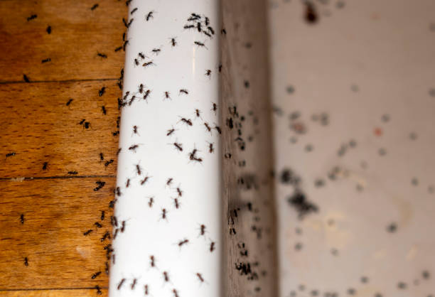 Best Cockroach Control Services  in Beverly Hills, CA